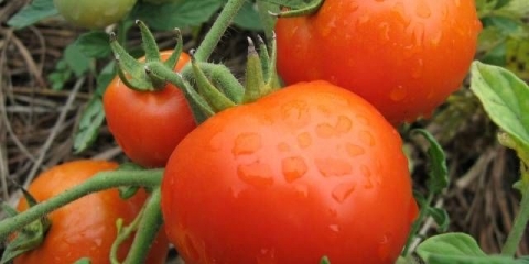 Paradajz sanka: recenzije, fotografije, prinos